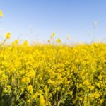 It's hayfever time but Inside Out Health Reigate has some solutions to help