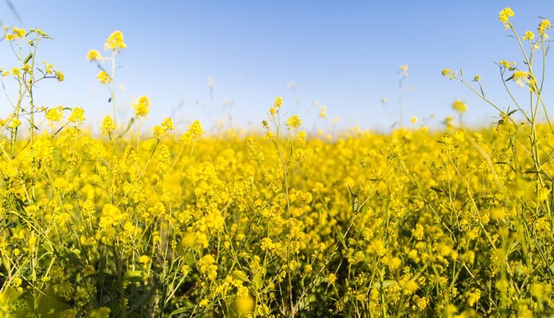 It's hayfever time but Inside Out Health Reigate has some solutions to help